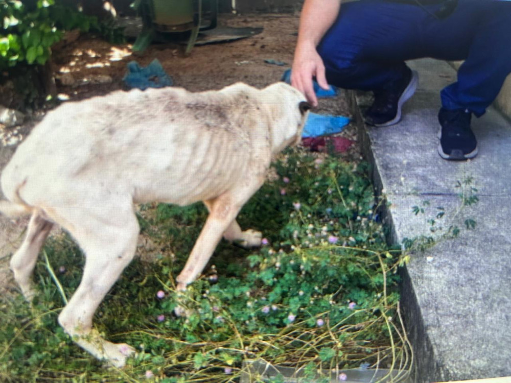 Polícia Civil conclui inquérito e indicia homem por abandono e morte de animais em Paraíso do Tocantins