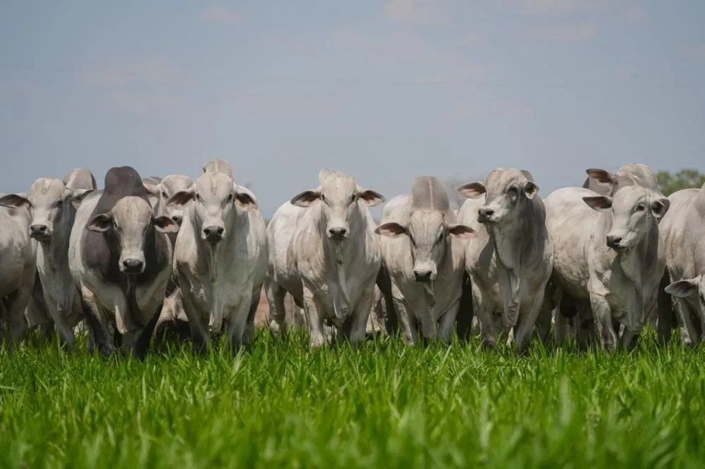 Acompanhamento de abates impulsiona padronização das carcaças e valoriza o rebanho tocantinense