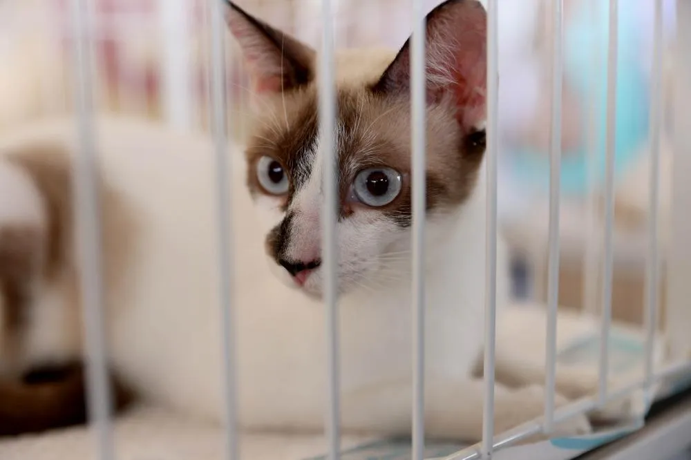 Prefeitura de Palmas orienta população como denunciar envenenamento de animais