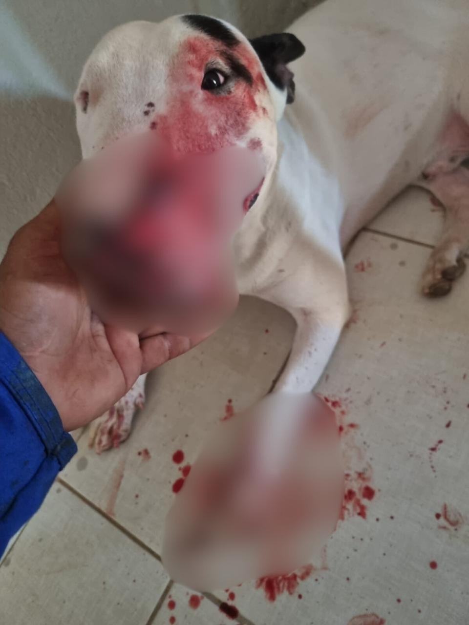 Homem é preso em flagrante após esfaquear cachorro em Palmas; animal está internado em estado grave