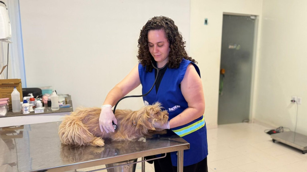 Palmas lança campanha para alertar tutores sobre doenças cardíacas em cães e gatos