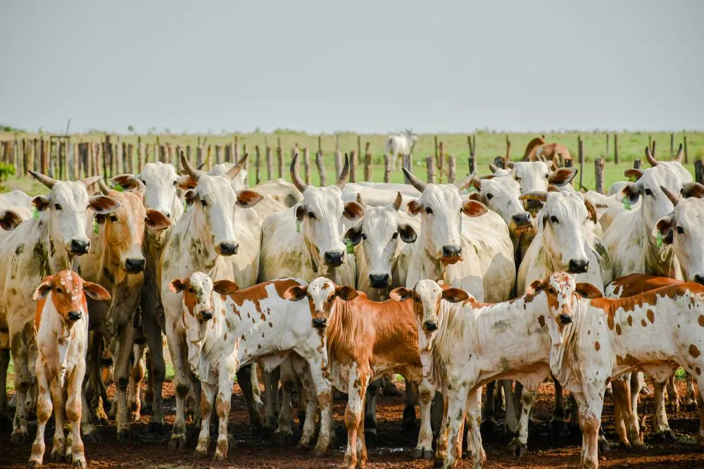 Adapec realiza primeiro curso técnico sobre rastreabilidade bovina no Tocantins