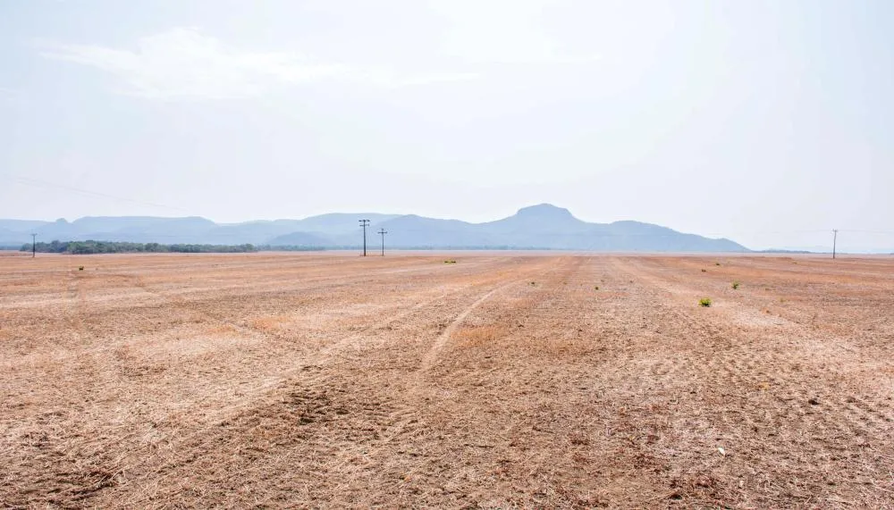 Durante o vazio sanitário, está proibido no Tocantins o plantio e a manutenção de plantas vivas de soja no campo - Foto: Keven Lopes/Governo do Tocantins