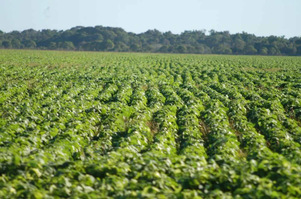 Tocantins poderá superar, pela primeira vez, a marca de 10 milhões de toneladas de grãos na safra 2026/2027, segundo projeção da Conab. Madson Maranhão/Governo do Tocantins