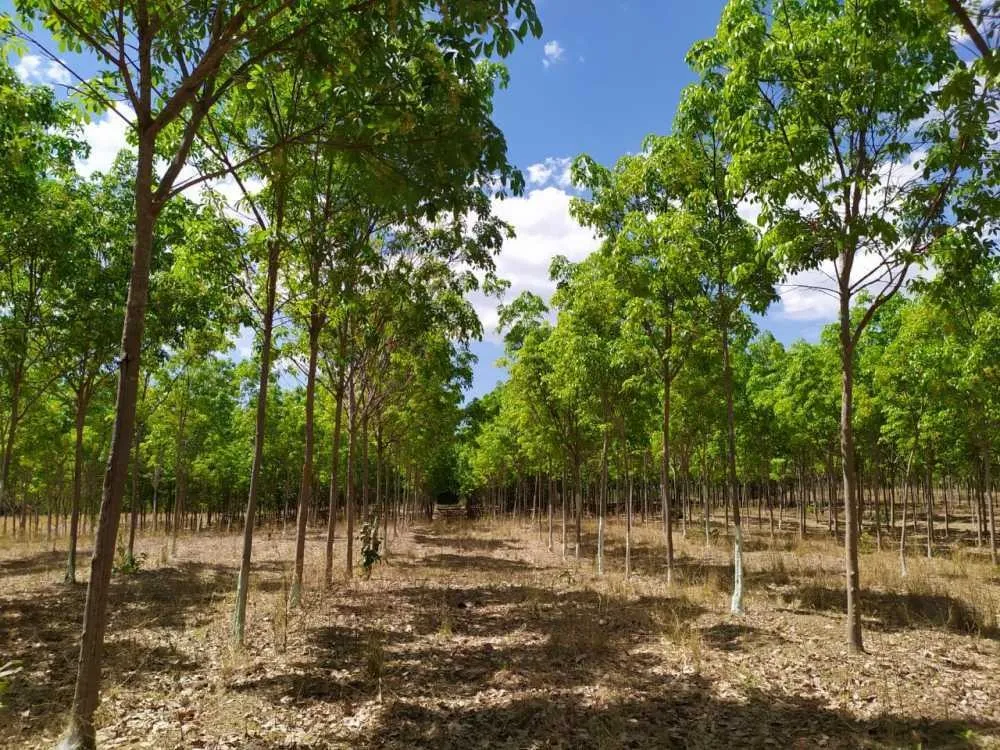 Foto: A seringueira é uma das espécies de floresta plantada cultivada no Tocantins – Seagro/Governo do Tocantins