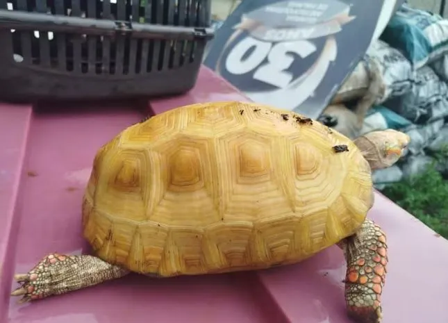 Jabuti albino raro é localizado no Parque Cesamar e será enviado para pesquisas no Zoológico de Brasília