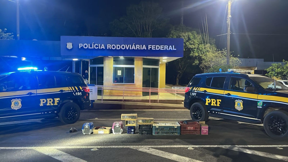 Fuga, maus-tratos e mais de 100 animais resgatados: PRF intercepta transporte ilegal em Gurupi (TO)