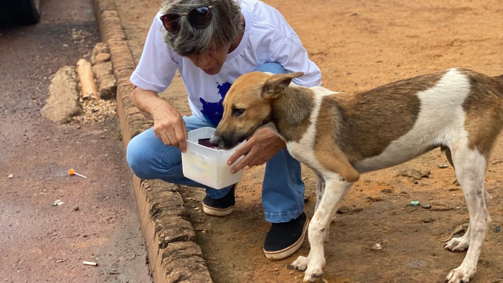 Palmas em Alerta: Calor Extremo Exige Atenção Redobrada com os Animais de Rua
