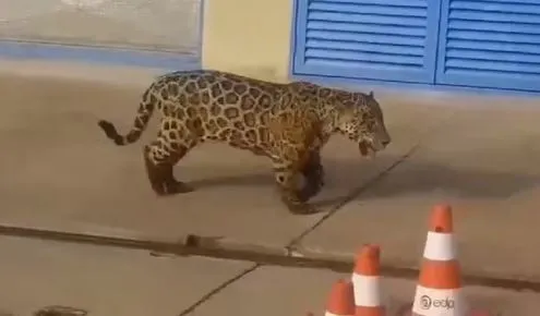 Vídeo de onça-pintada atravessando área da Usina de Lajeado viraliza nas redes sociais